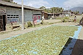 Coca plantation at Pilcopata, a small frontier village of colonists near Mdre de Dios river